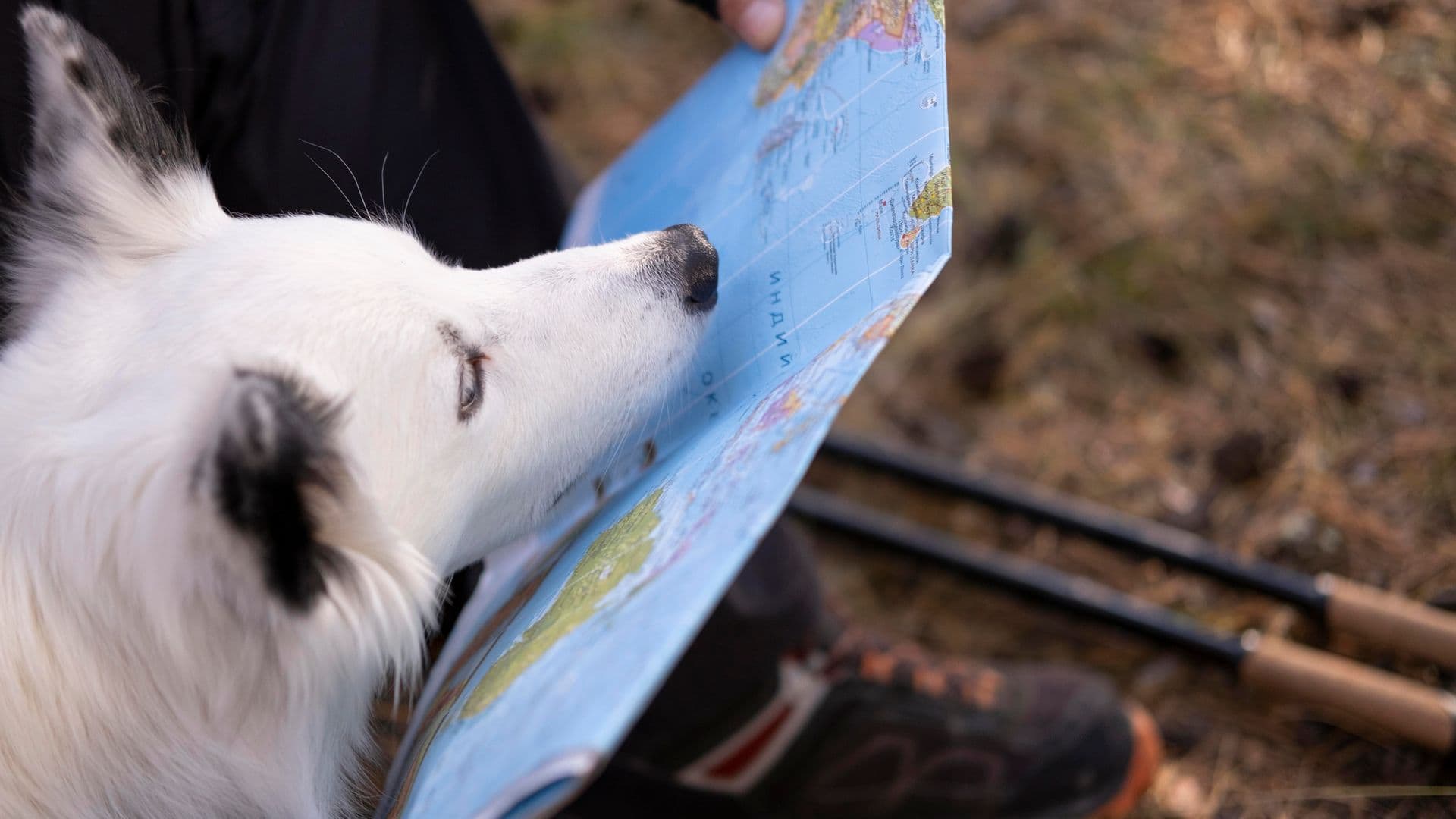 Black white dog with map