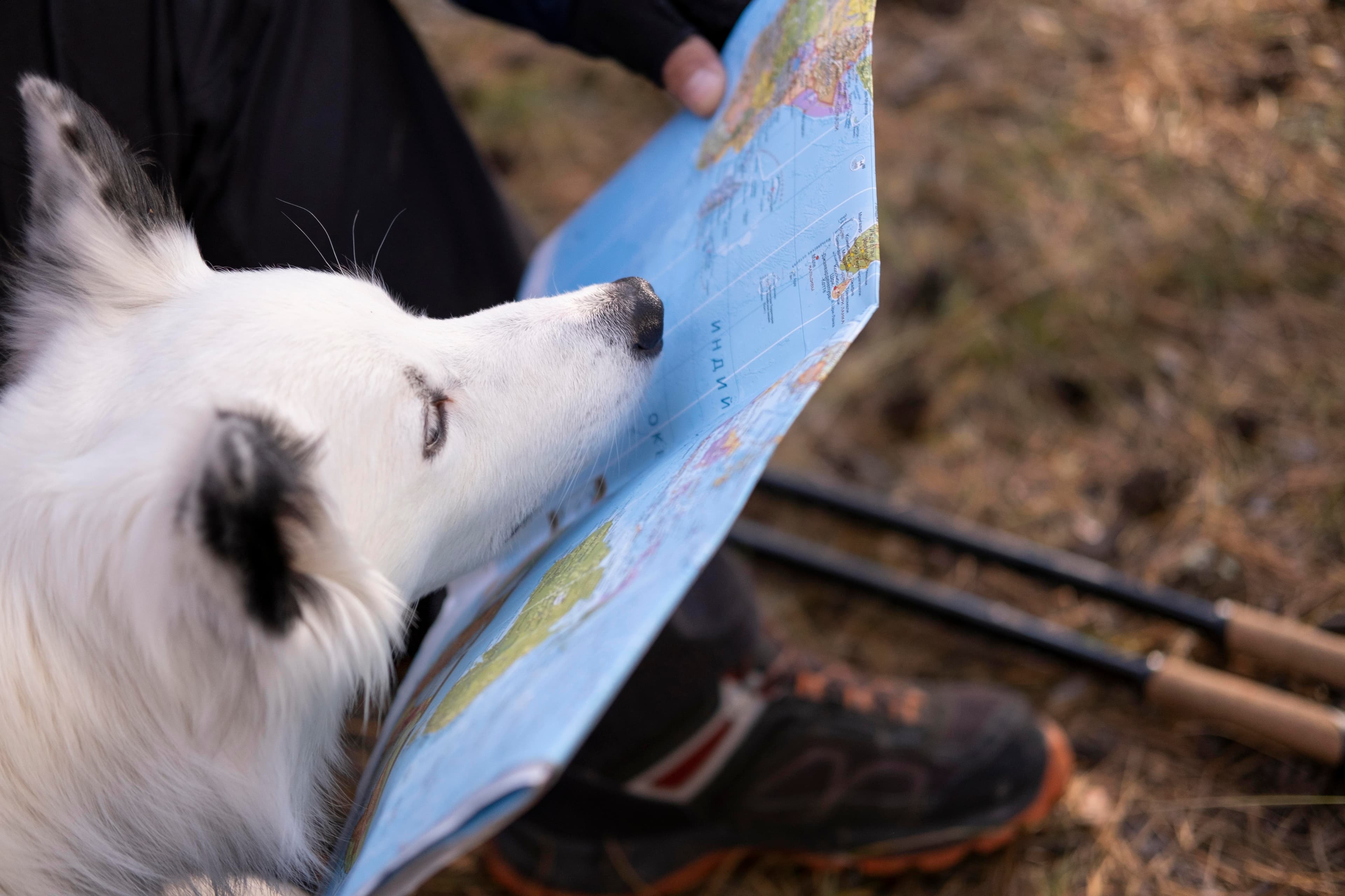 Black white dog with map