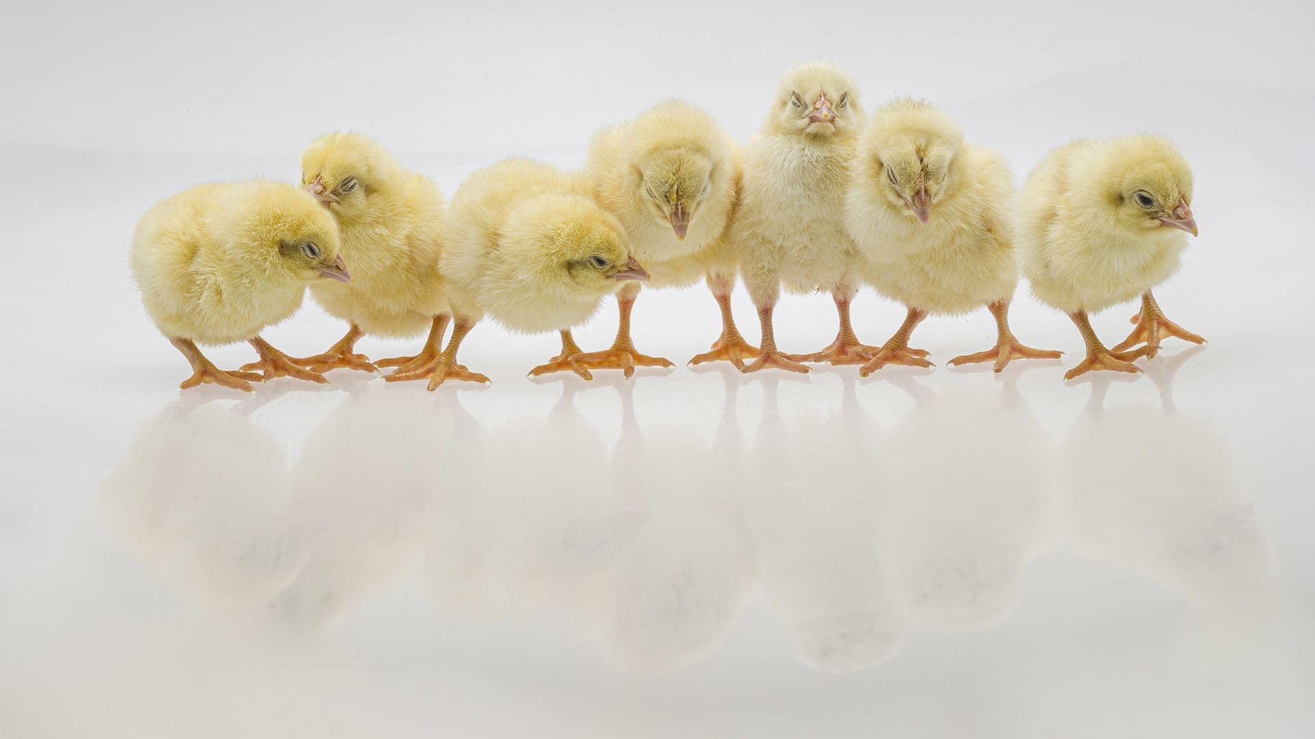 day old chicks