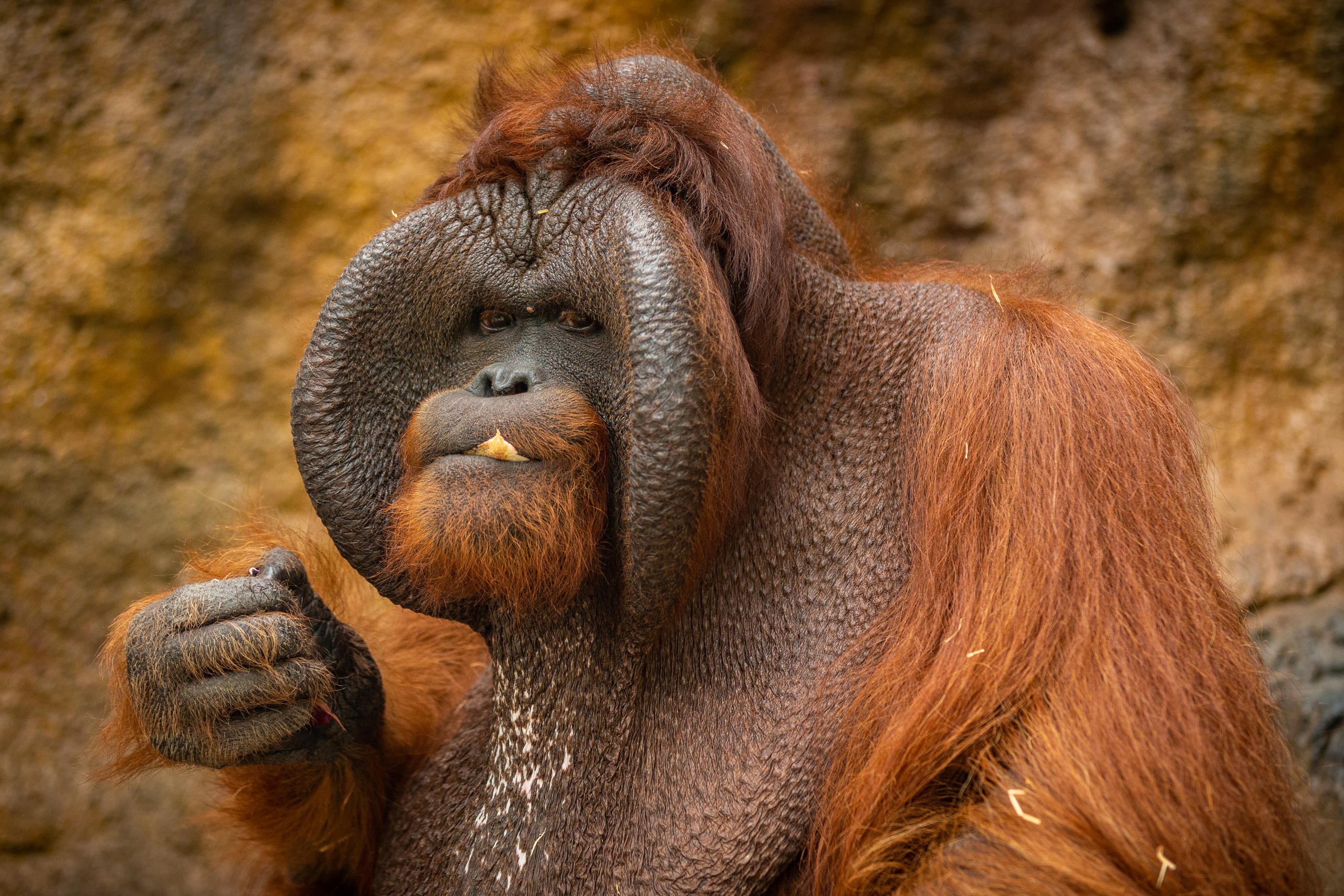 Orang utan